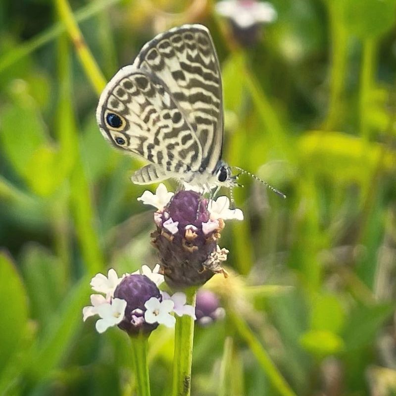 Look For Butterflies Using Frogfruit As A Nursery Look For Butterflies Using Frogfruit As A Nursery