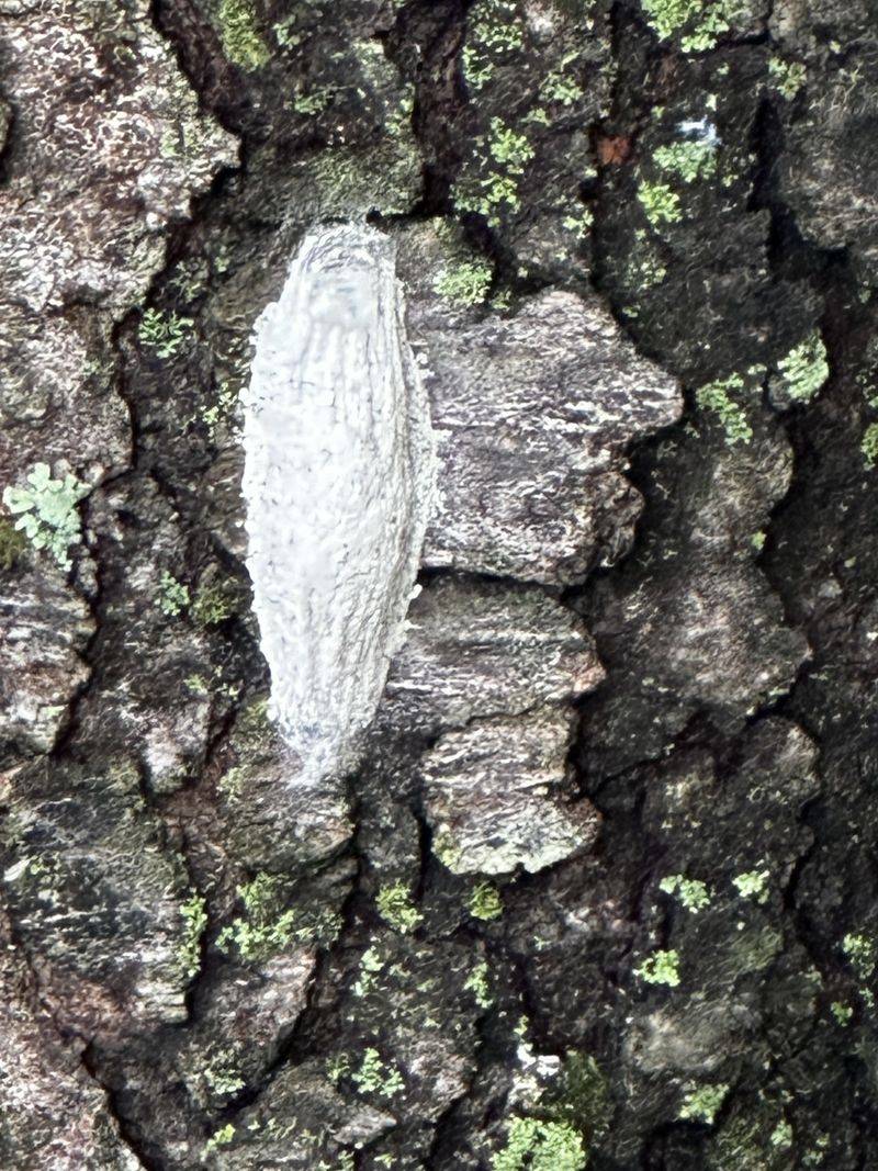 Look For Egg Masses Before Cold Weather Arrives