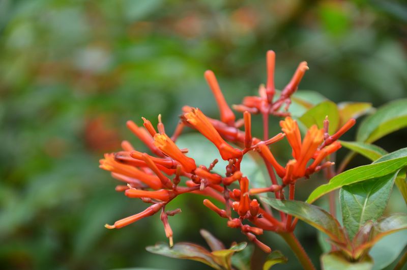 Look For Firebush While Fall Color Is Still Building Look For Firebush While Fall Color Is Still Building