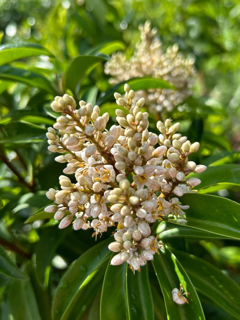 Look For Flowers Before The Berries Arrive
