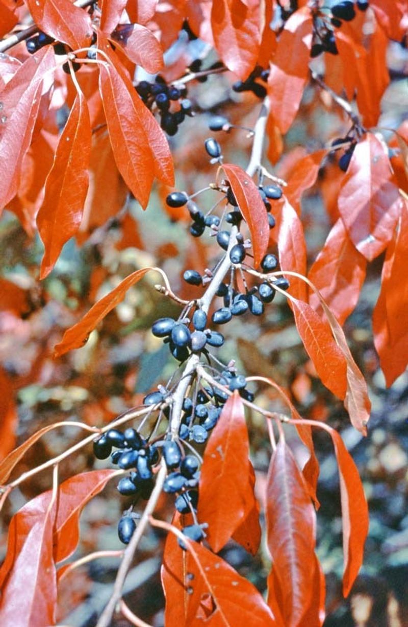 Look For Glossy Leaves And Dark Blue Fall Fruit
