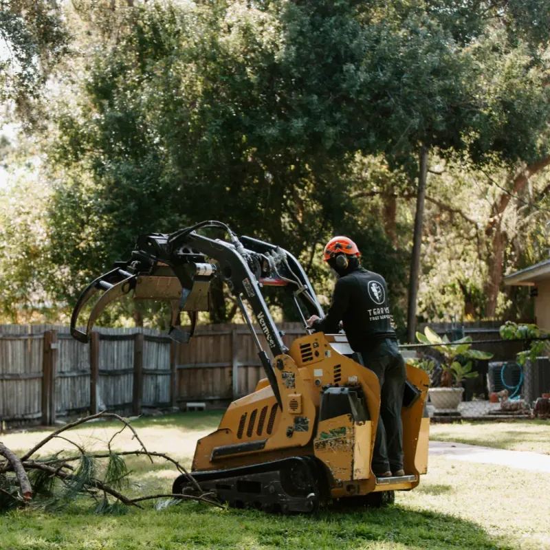 Look For ISA Credentials Before Hiring A Tree Company