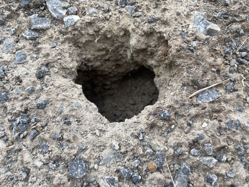 Look For Nearby Tunnels And Burrow Systems Look For Nearby Tunnels And Burrow Systems