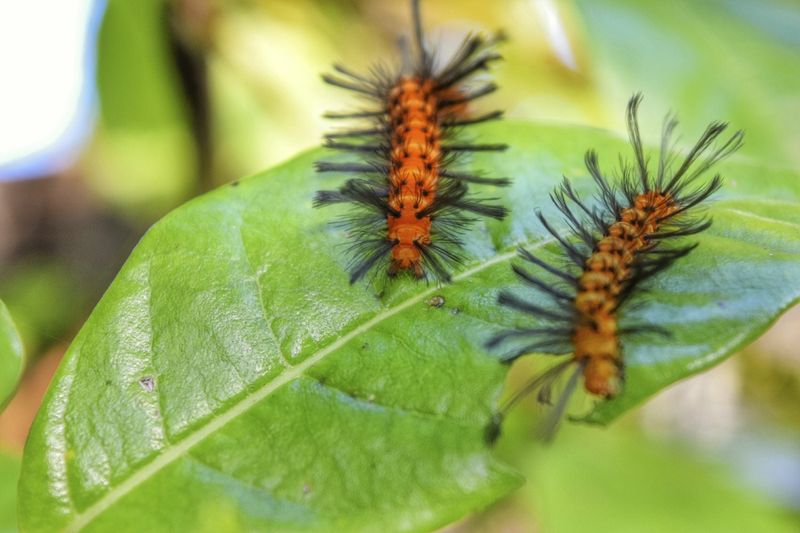 Look For Oleander Caterpillars When Foliage Disappears Too Fast Look For Oleander Caterpillars When Foliage Disappears Too Fast