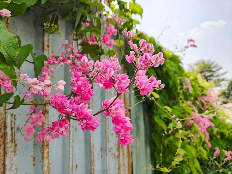 Look For Pink Clusters Along Fences And Trees Look For Pink Clusters Along Fences And Trees