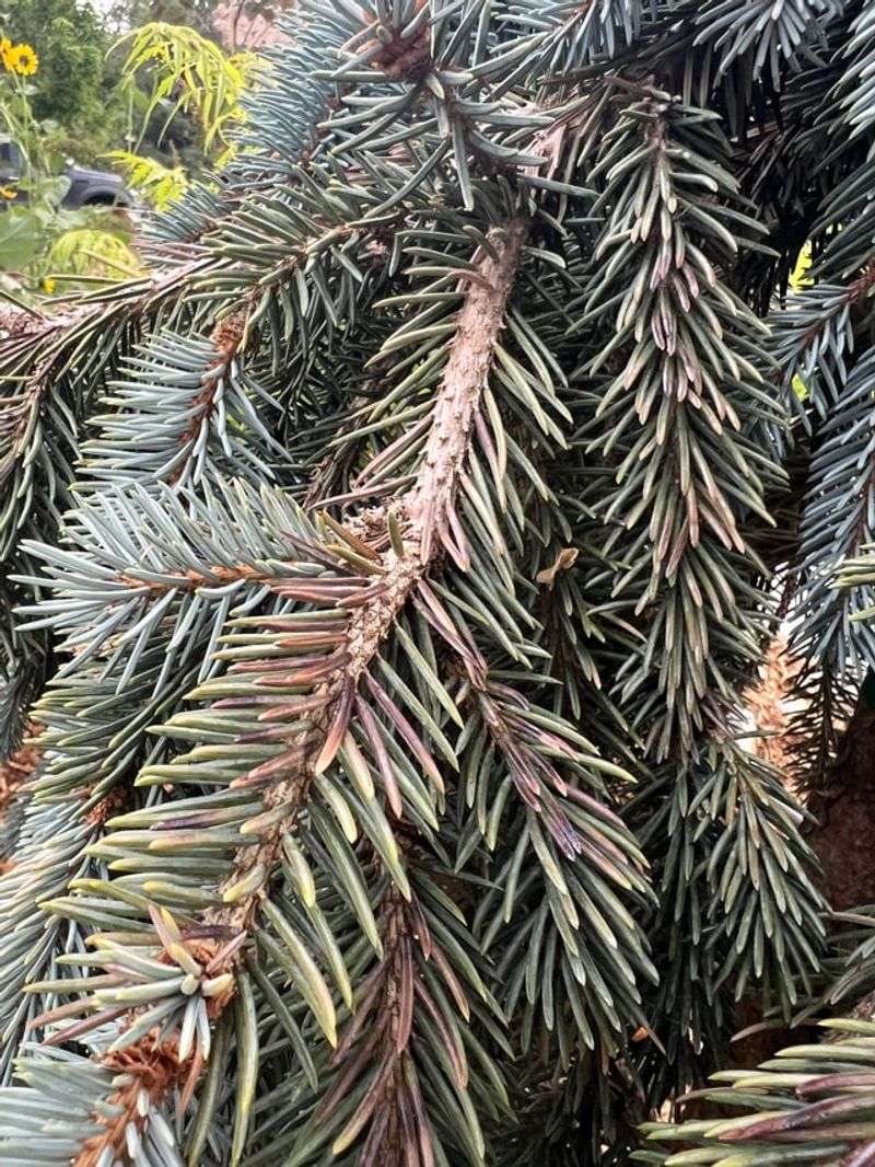 Look For Purple Or Brown Needles Look For Purple Or Brown Needles