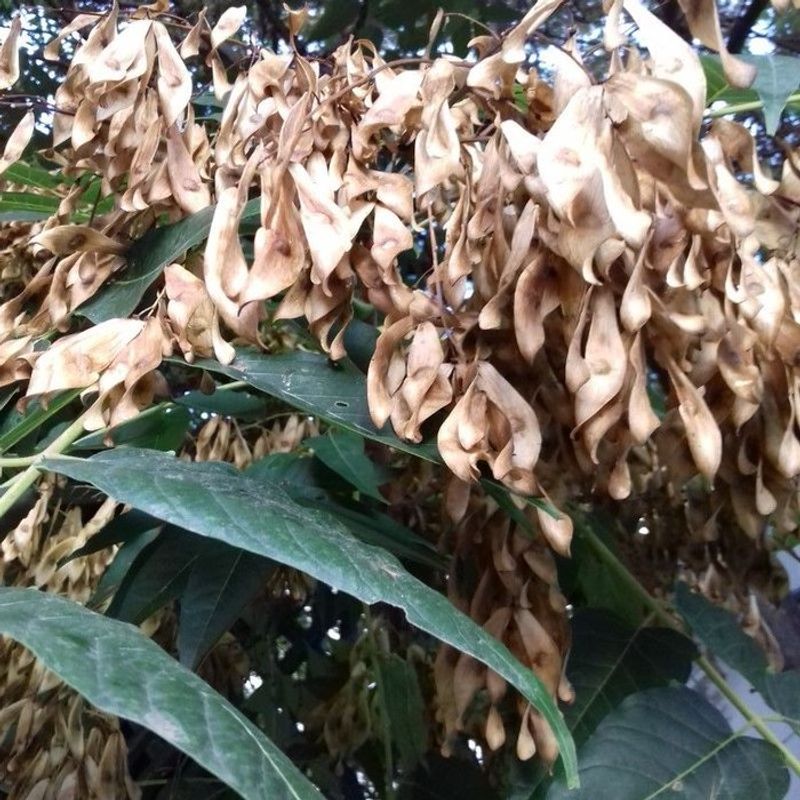 Look For Seed Clusters After Summer