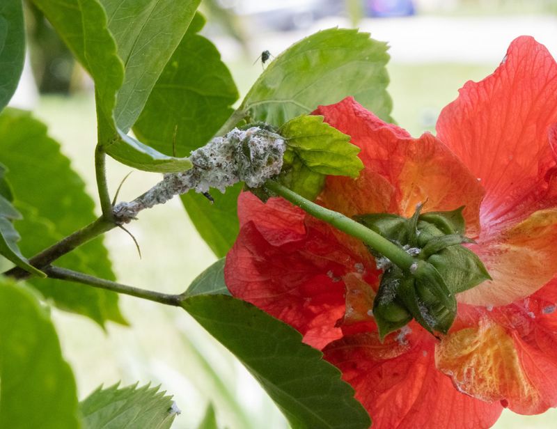 Look For Sooty Mold Before Blaming The Leaves