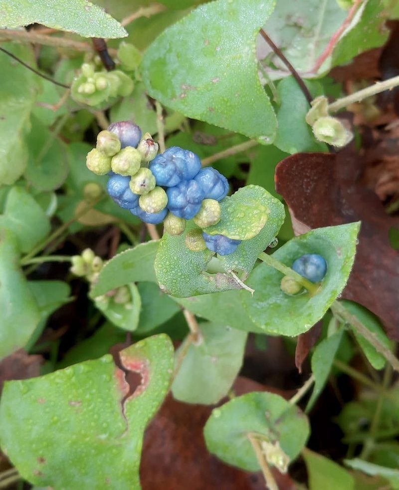 Look For The Blue-Purple Fruits In September Look For The Blue-Purple Fruits In September