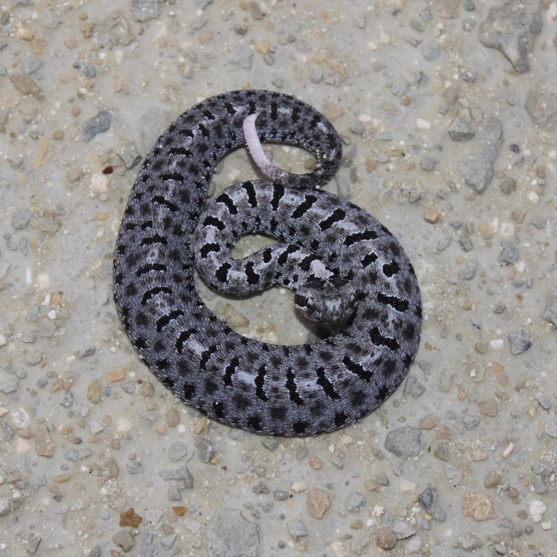 Look For The Tiny Rattle At The Tail