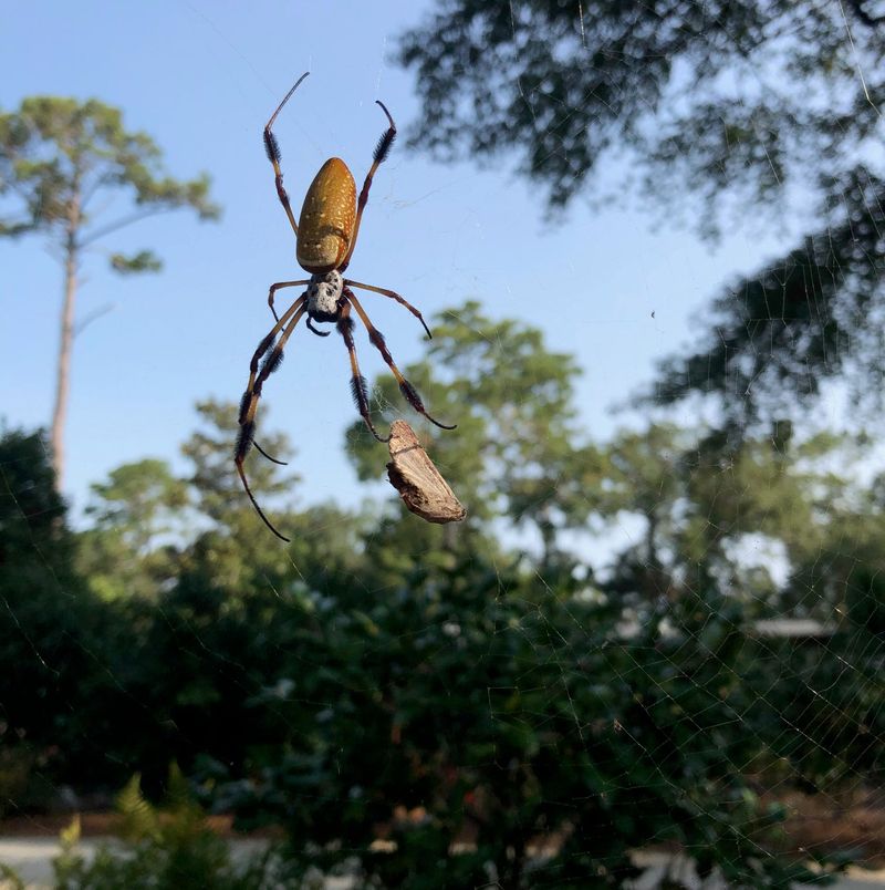 Look For Their Large Webs Near Plants And Trees Look For Their Large Webs Near Plants And Trees