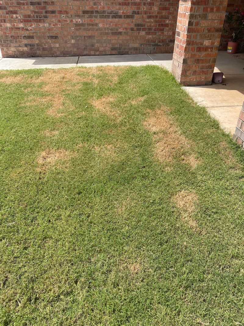 Look For Tiny Droppings Around Damaged Turf Look For Tiny Droppings Around Damaged Turf