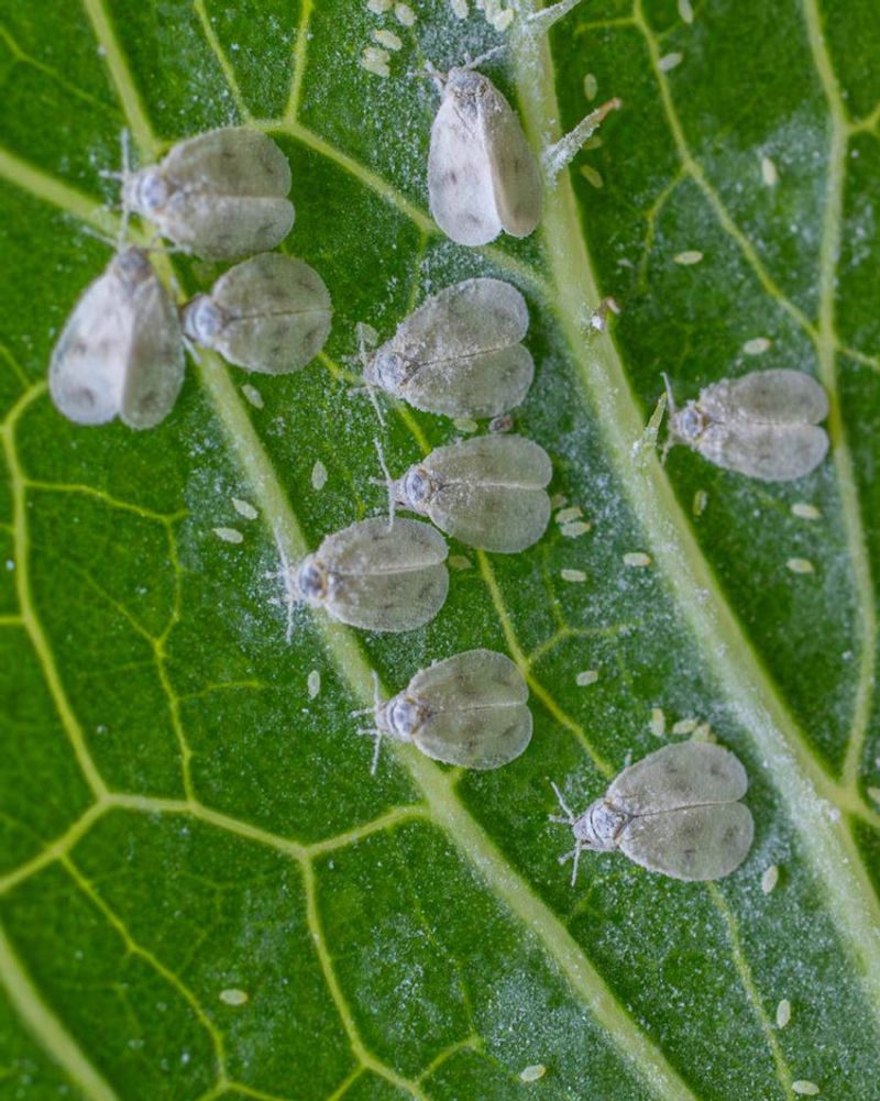 Look For Tiny White Flies Taking Flight