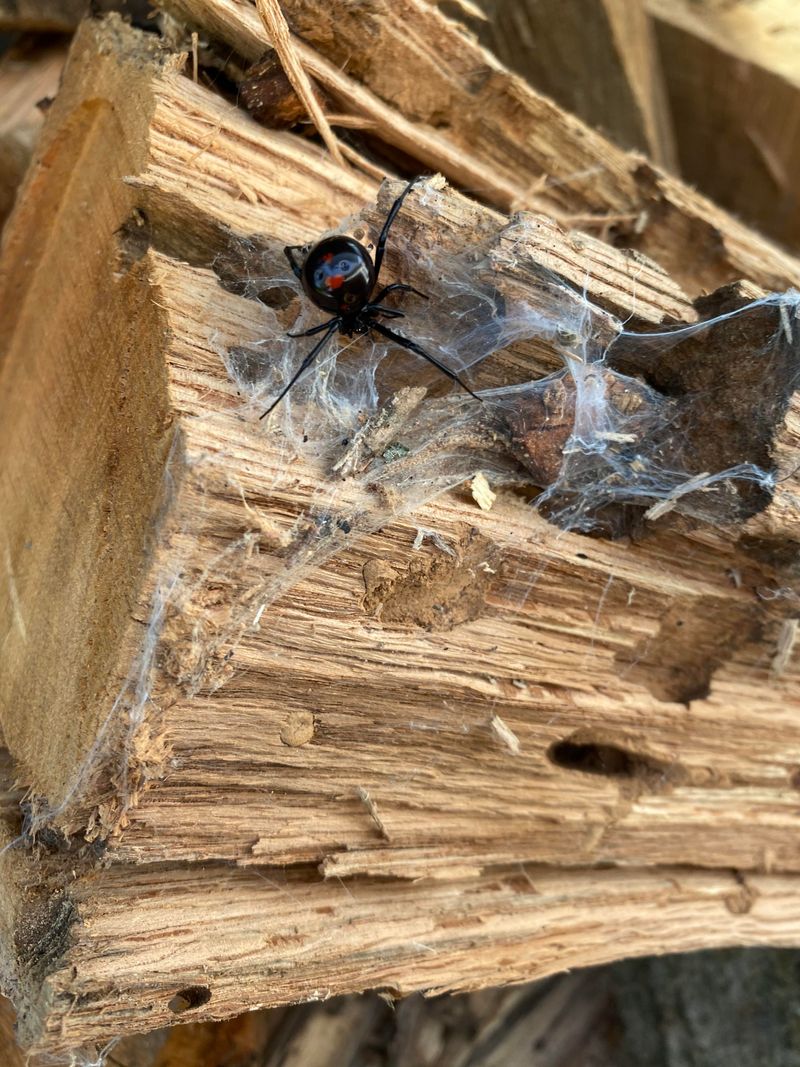 Look For Webs In Dark Corners