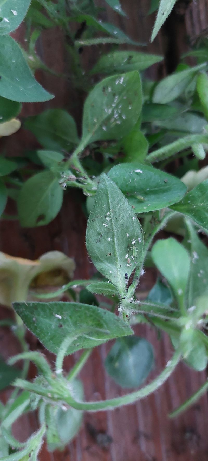 Look For Whiteflies Too