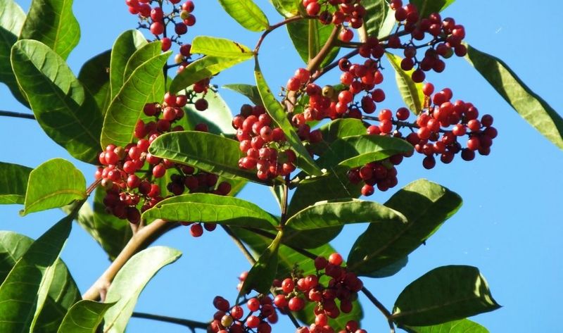 Look Past Those Festive Red Berries Before Mistaking It For A Native