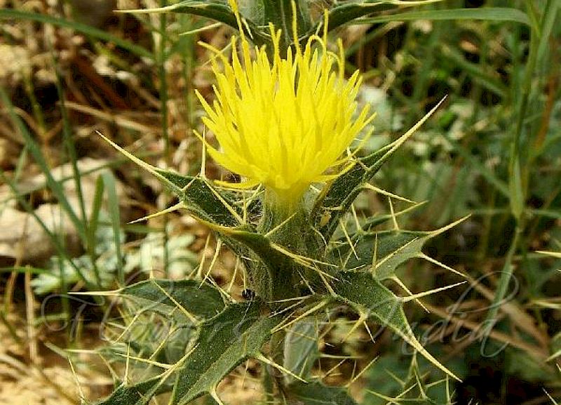 Look To Rule 5B-57.007 For Florida's Noxious Weeds Look To Rule 5B-57.007 For Florida's Noxious Weeds