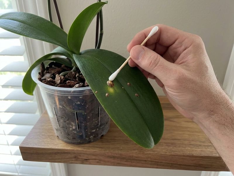 Look Under Leaves For Tiny Orchid Pests