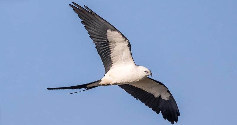Look Up Again Next Spring When The Kites Return Look Up Again Next Spring When The Kites Return
