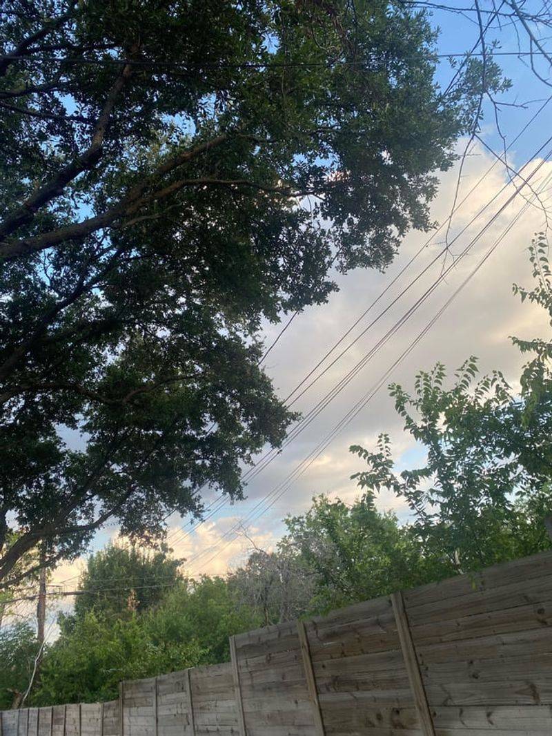 Look Up Before Letting An Oak Grow Beneath Utility Lines