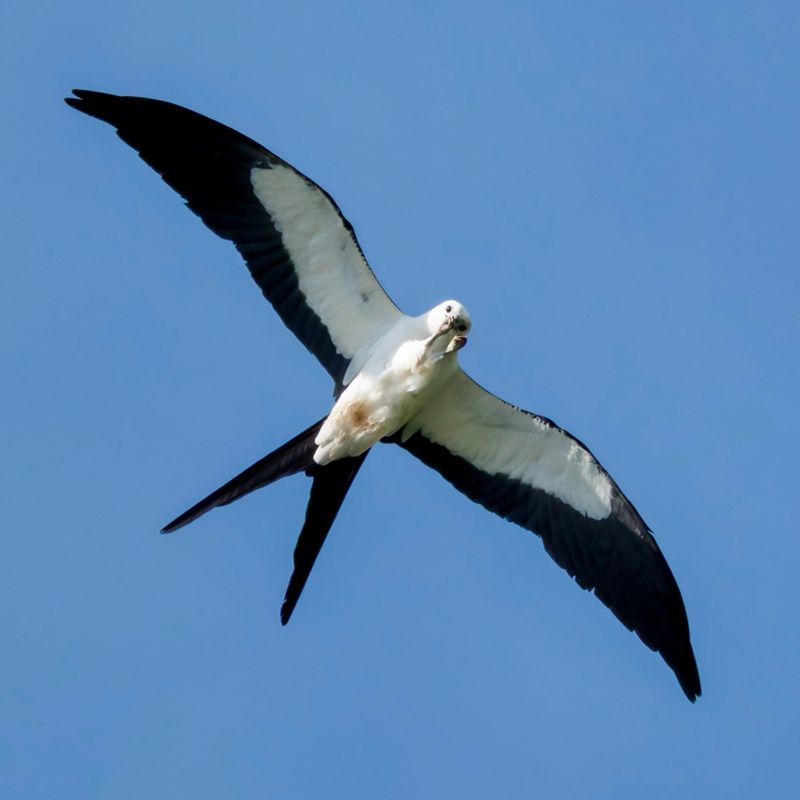 Look Up Before These Aerial Acrobatics Disappear Look Up Before These Aerial Acrobatics Disappear