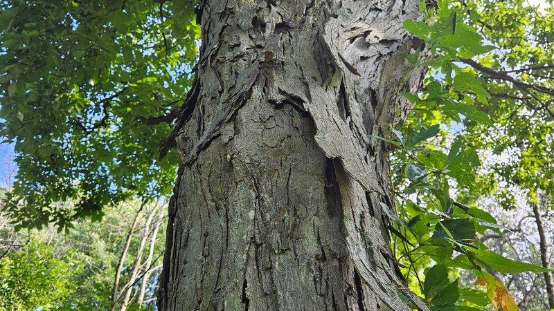 Loose Bark Creates Natural Bat Roosting Spaces