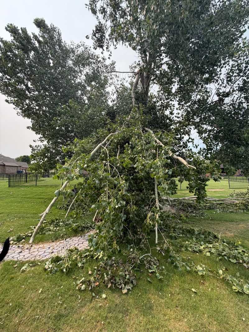 Loose Branches Become Immediate Hazards