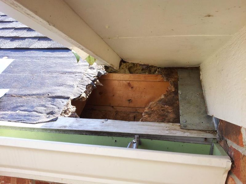Loose Doors And Openings Can Give Raccoons A Way Inside Loose Doors And Openings Can Give Raccoons A Way Inside