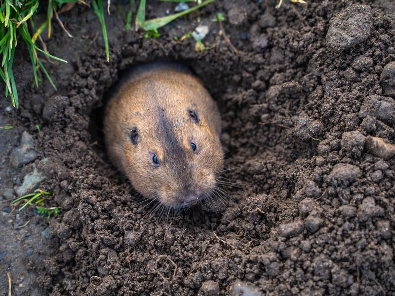 Loose Florida Soil Gives Gophers Room To Tunnel Loose Florida Soil Gives Gophers Room To Tunnel