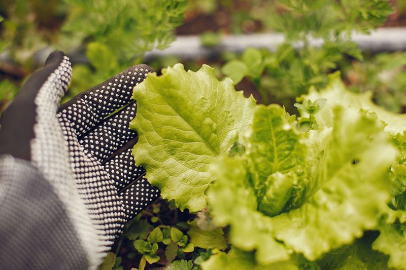 Loose-Leaf Lettuce Enjoys Shorter Days