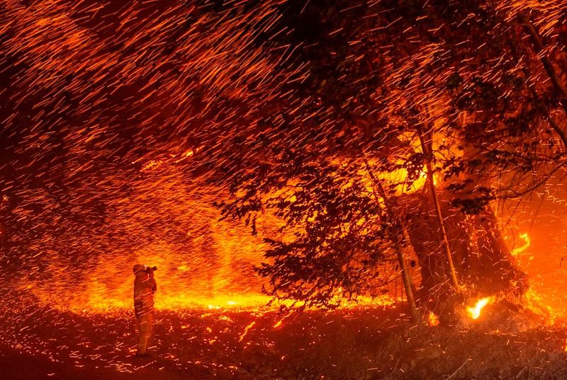 Loose Leaves And Needles Can Carry Embers Loose Leaves And Needles Can Carry Embers