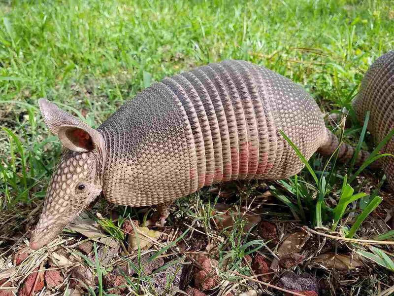 Loose Soil And Plenty Of Insects Can Keep Them Near The Yard Loose Soil And Plenty Of Insects Can Keep Them Near The Yard