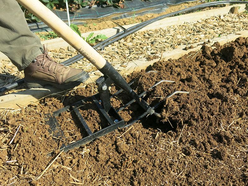 Loose Soil Gives Developing Bulbs Room To Expand