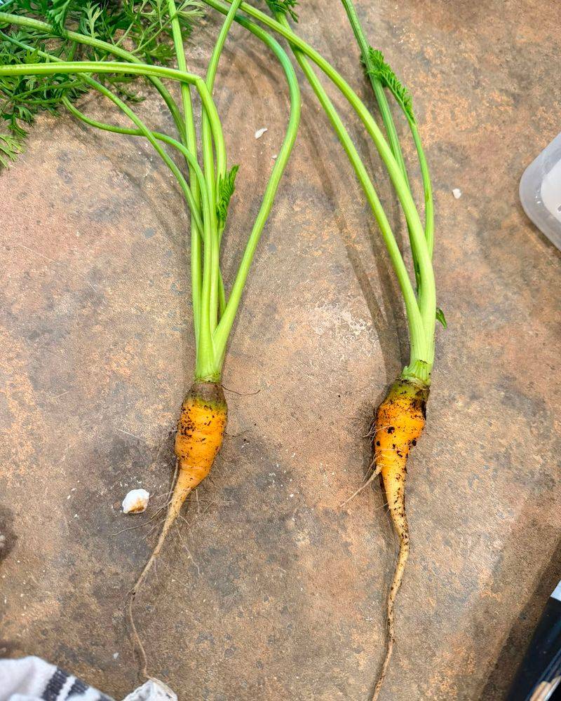 Loose Soil Makes Straighter Carrots Loose Soil Makes Straighter Carrots