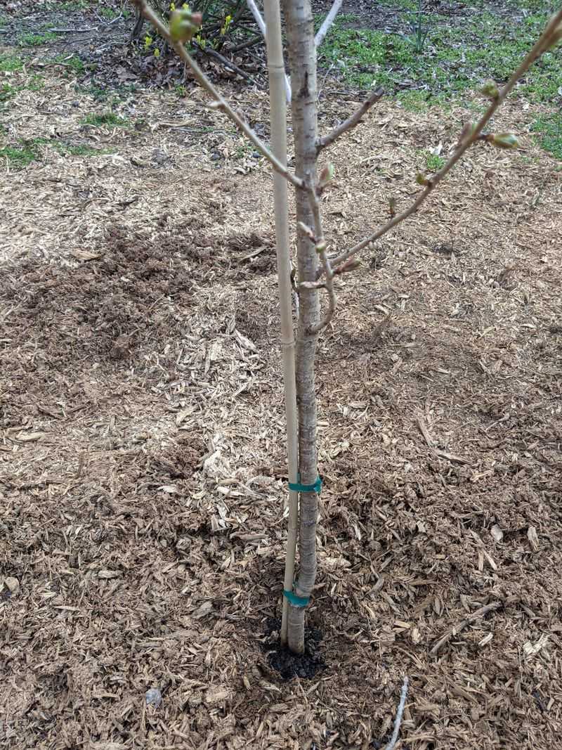 Loose Ties Let Trunks Move Naturally
