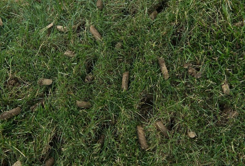 Loosen Compacted Soil Beneath Bare Spots