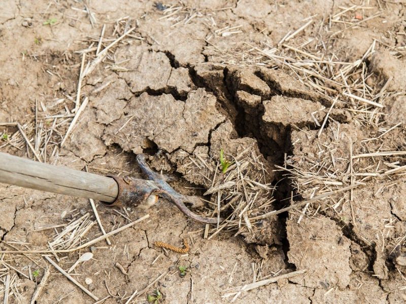 Loosen Compacted Soil So Roots Can Recover Loosen Compacted Soil So Roots Can Recover