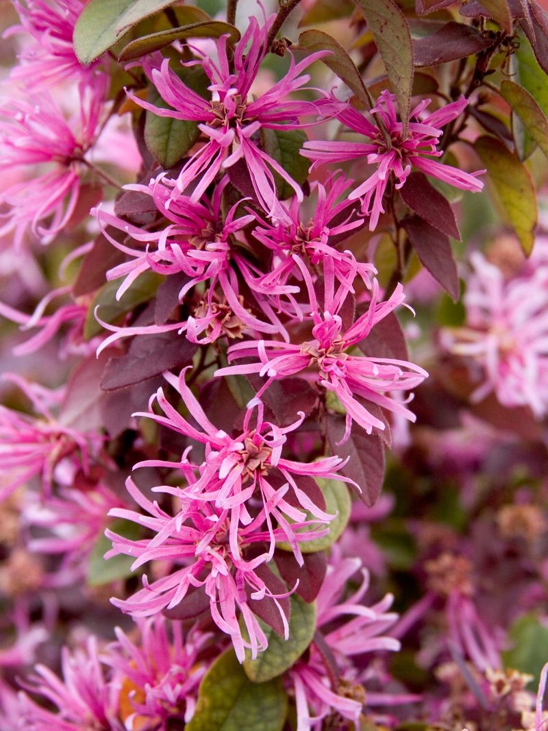 Loropetalum Pushes Tender Growth After Autumn Trims Loropetalum Pushes Tender Growth After Autumn Trims