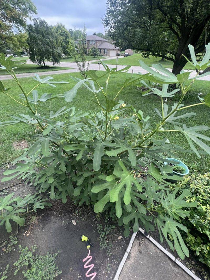 Lost Top Growth Can Delay The Harvest