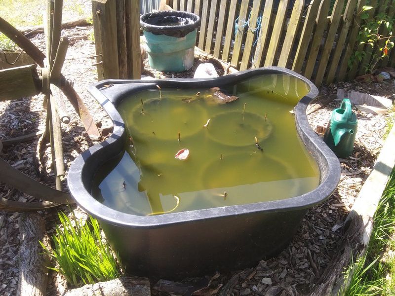 Lotus Tubers Can't Handle A Frozen Pot Lotus Tubers Can't Handle A Frozen Pot