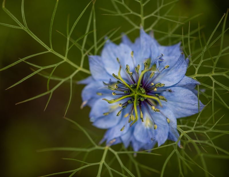 Love-In-A-Mist For Lacy Blue Blooms