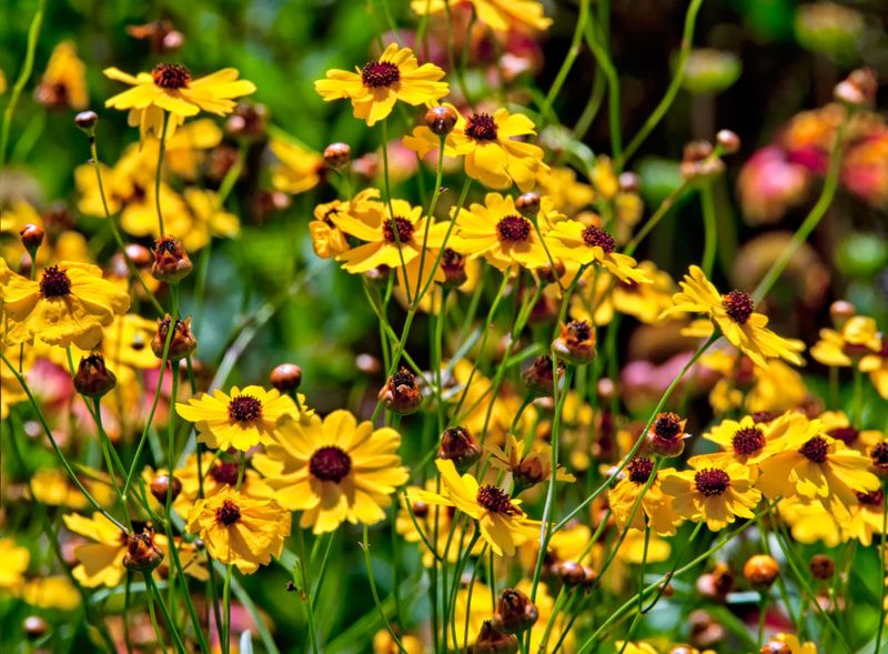 Loves Full Sun And Moist Soil Loves Full Sun And Moist Soil
