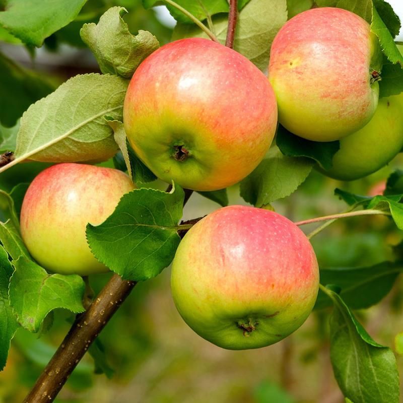 Low-Chill Apple