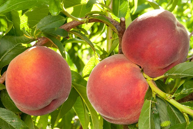 Low-Chill Peach