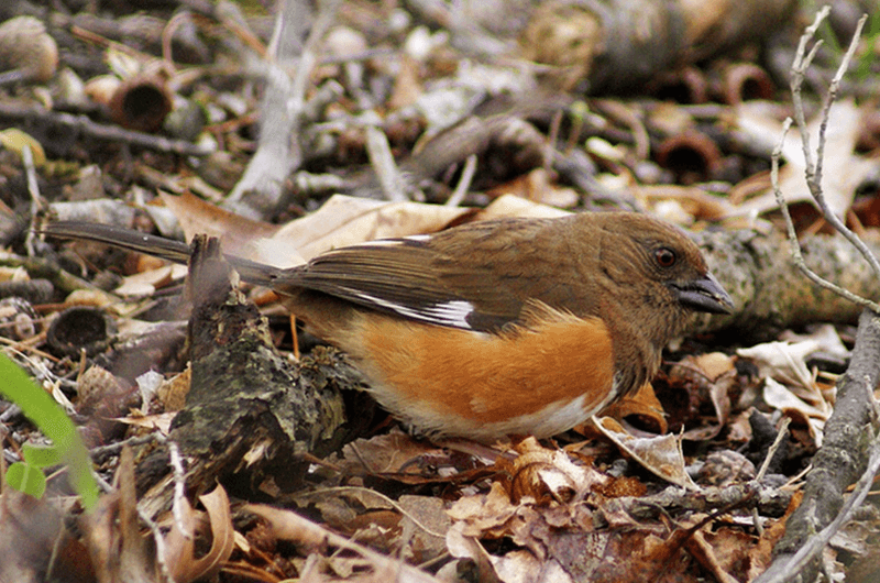Low Dense Cover Can Make The Yard Suitable For Nesting Low Dense Cover Can Make The Yard Suitable For Nesting