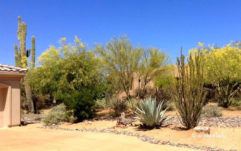 Low-Desert Arizona Plants Need Different Moisture Patterns
