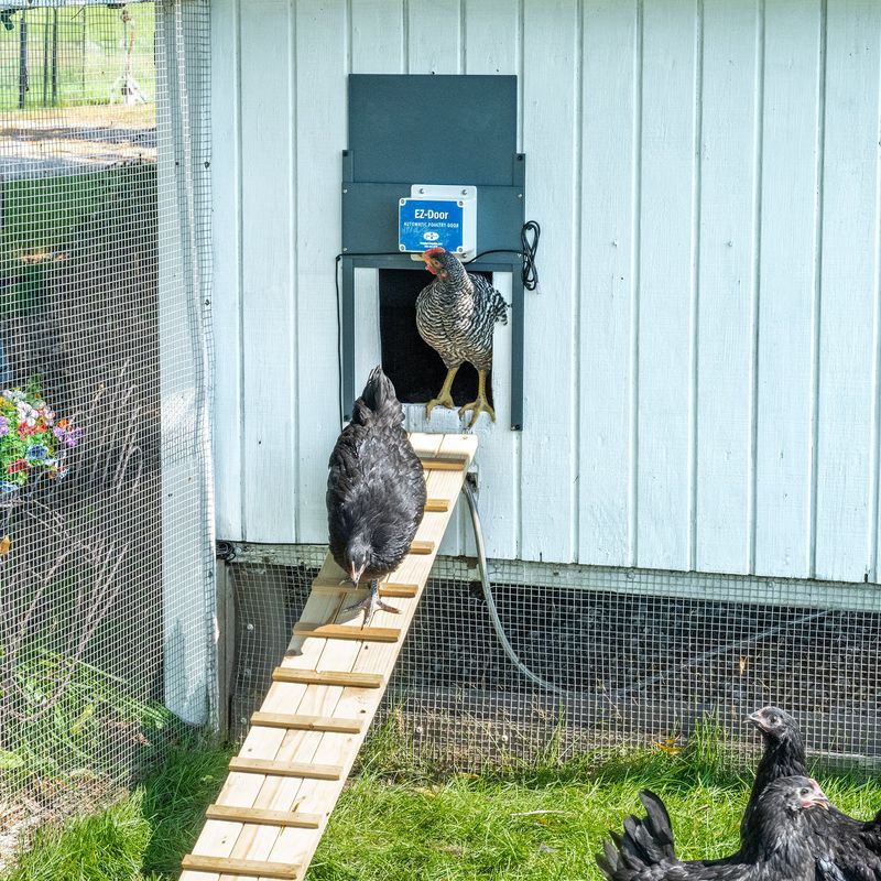 Low Fences And Open Chicken Coops Low Fences And Open Chicken Coops
