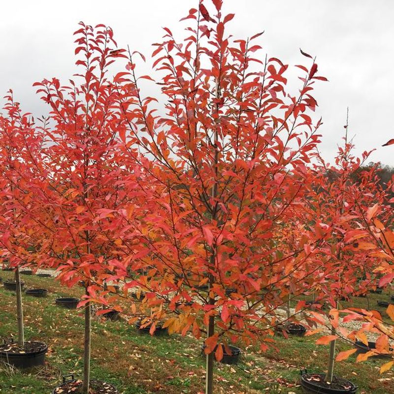 Low-Fuss Care Through The Seasons Low-Fuss Care Through The Seasons