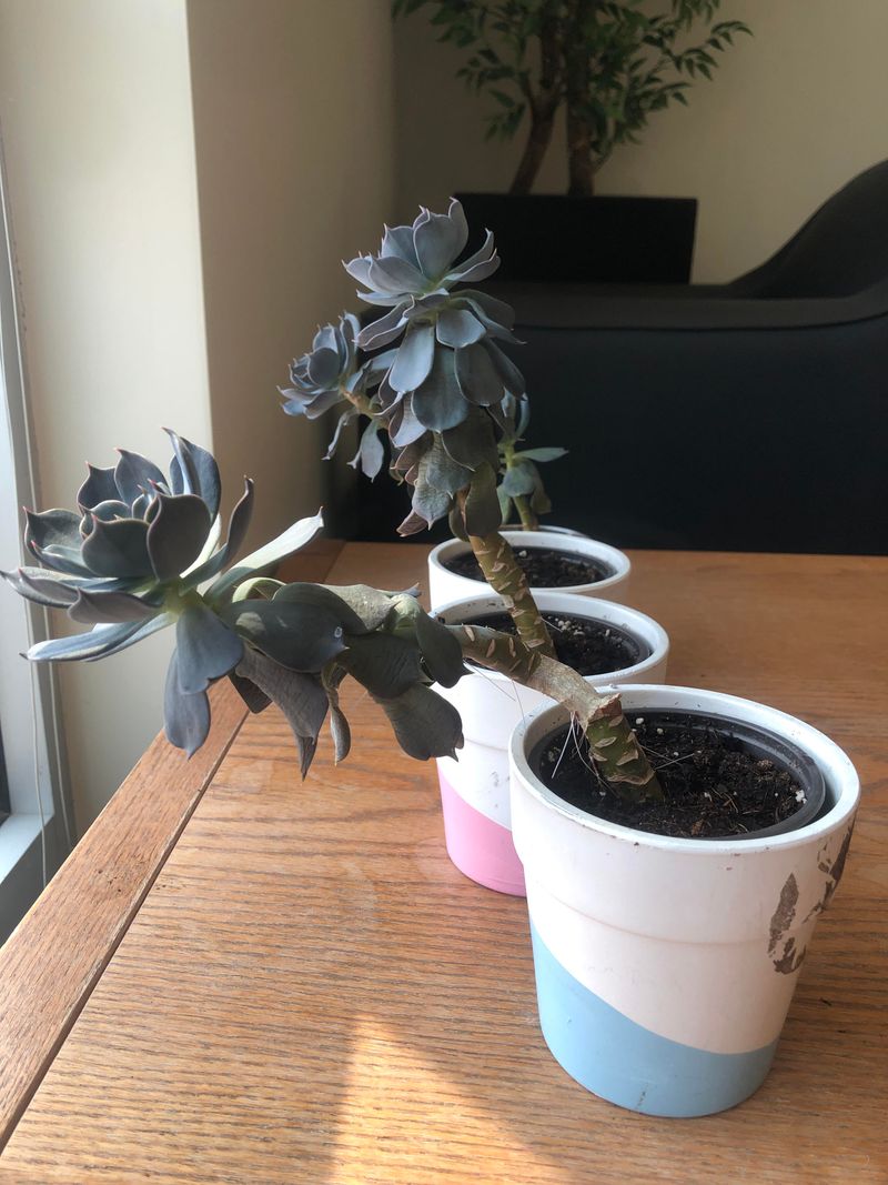 Low Light Causes Plants To Reach For More