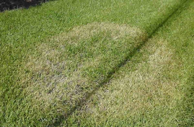 Low Mowing Can Stress Florida Lawns